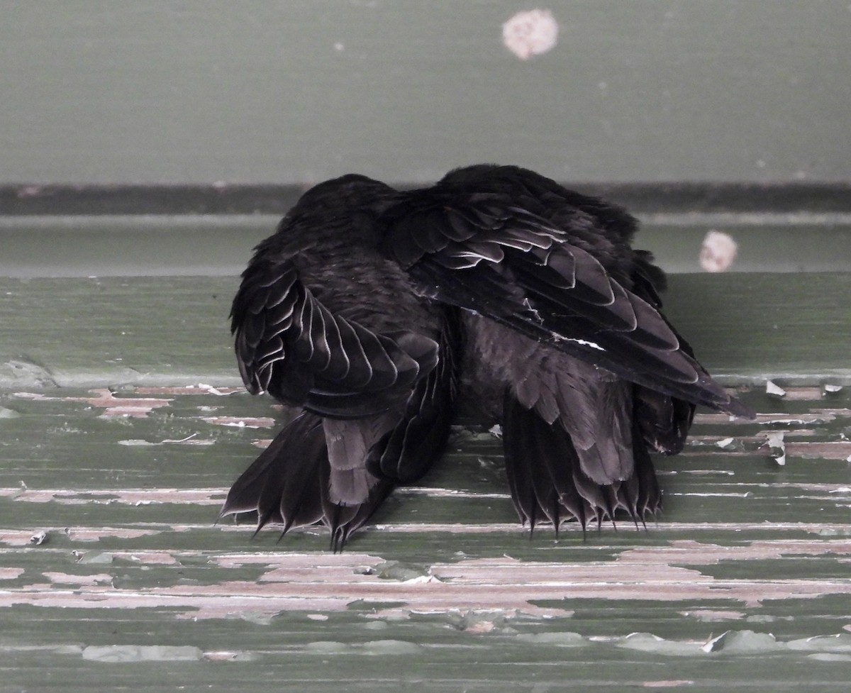 Chimney Swift - ML638668836