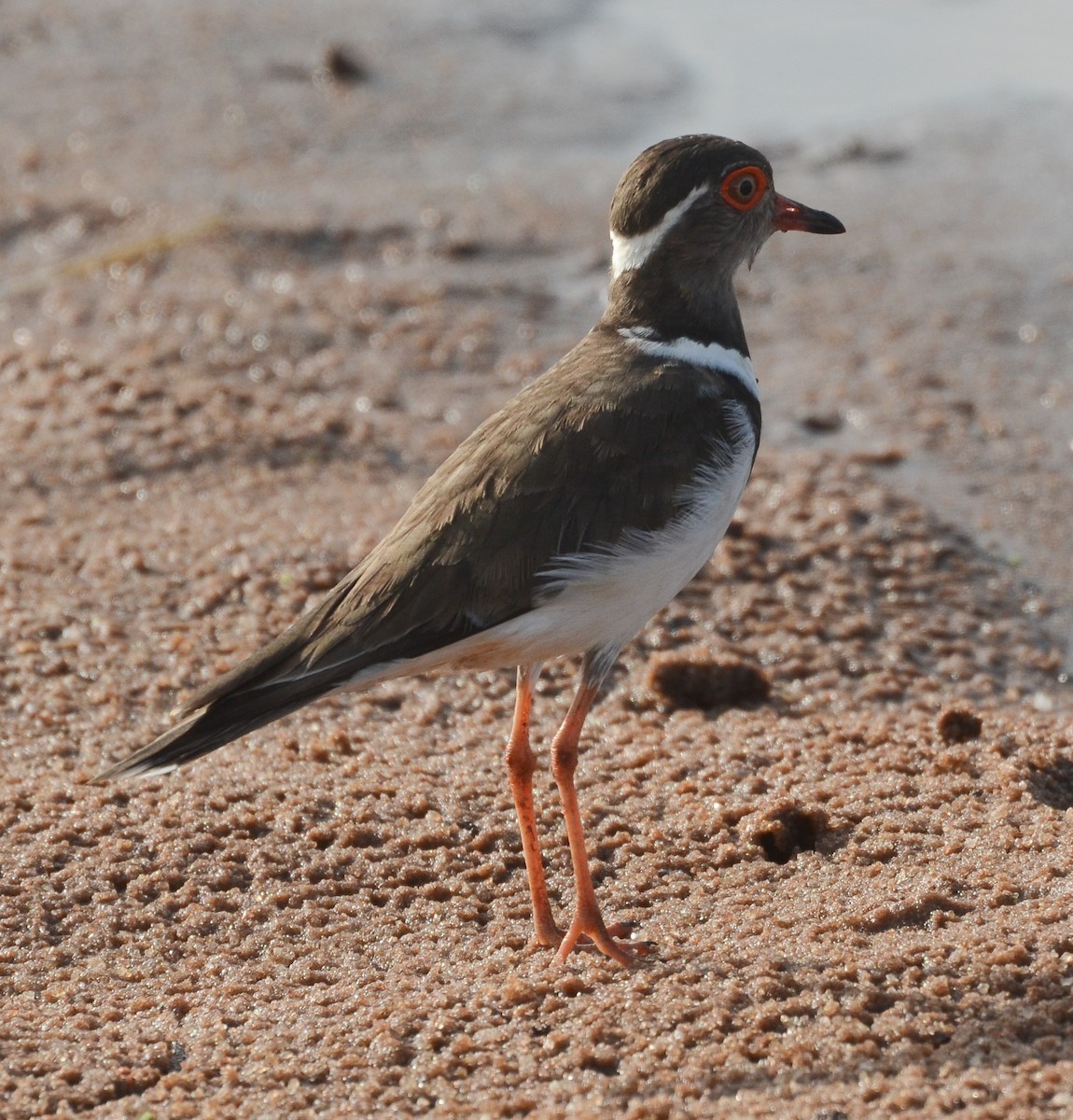 Forbes's Plover - ML638668838