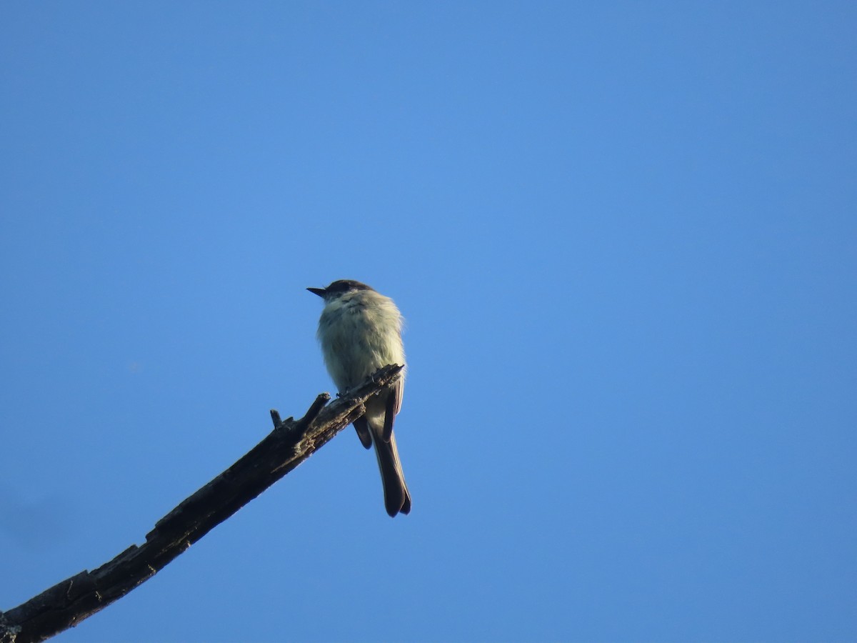 Eastern Phoebe - ML638668875
