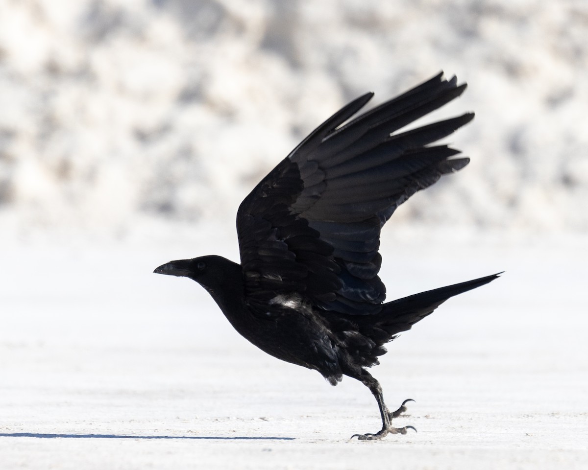 Chihuahuan Raven - ML638668885