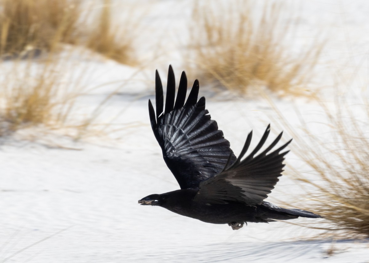 Chihuahuan Raven - ML638668887