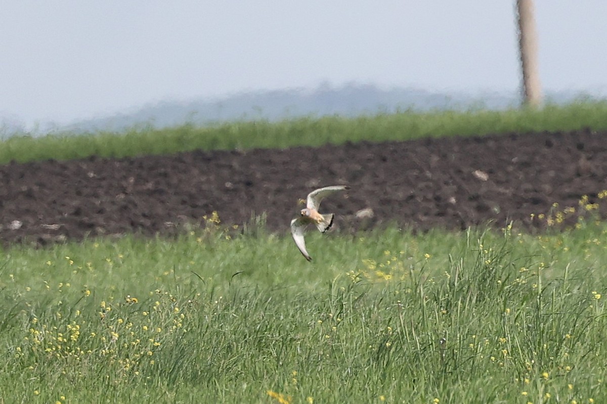 Lesser Kestrel - ML638668894