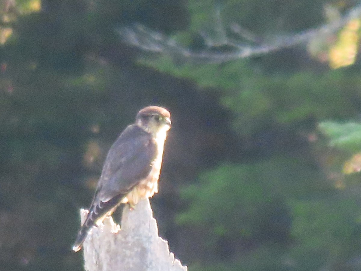 Merlin - ML638668897