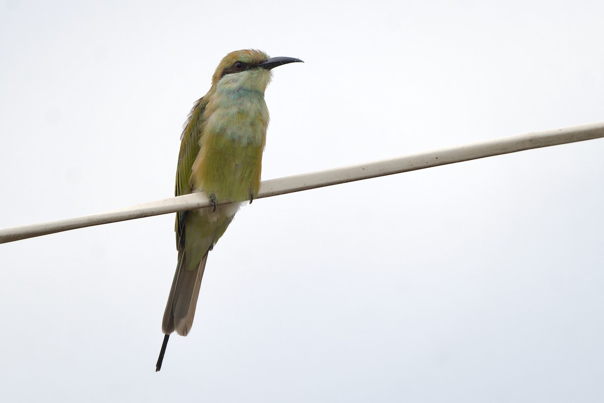 Asian Green Bee-eater - ML638668899