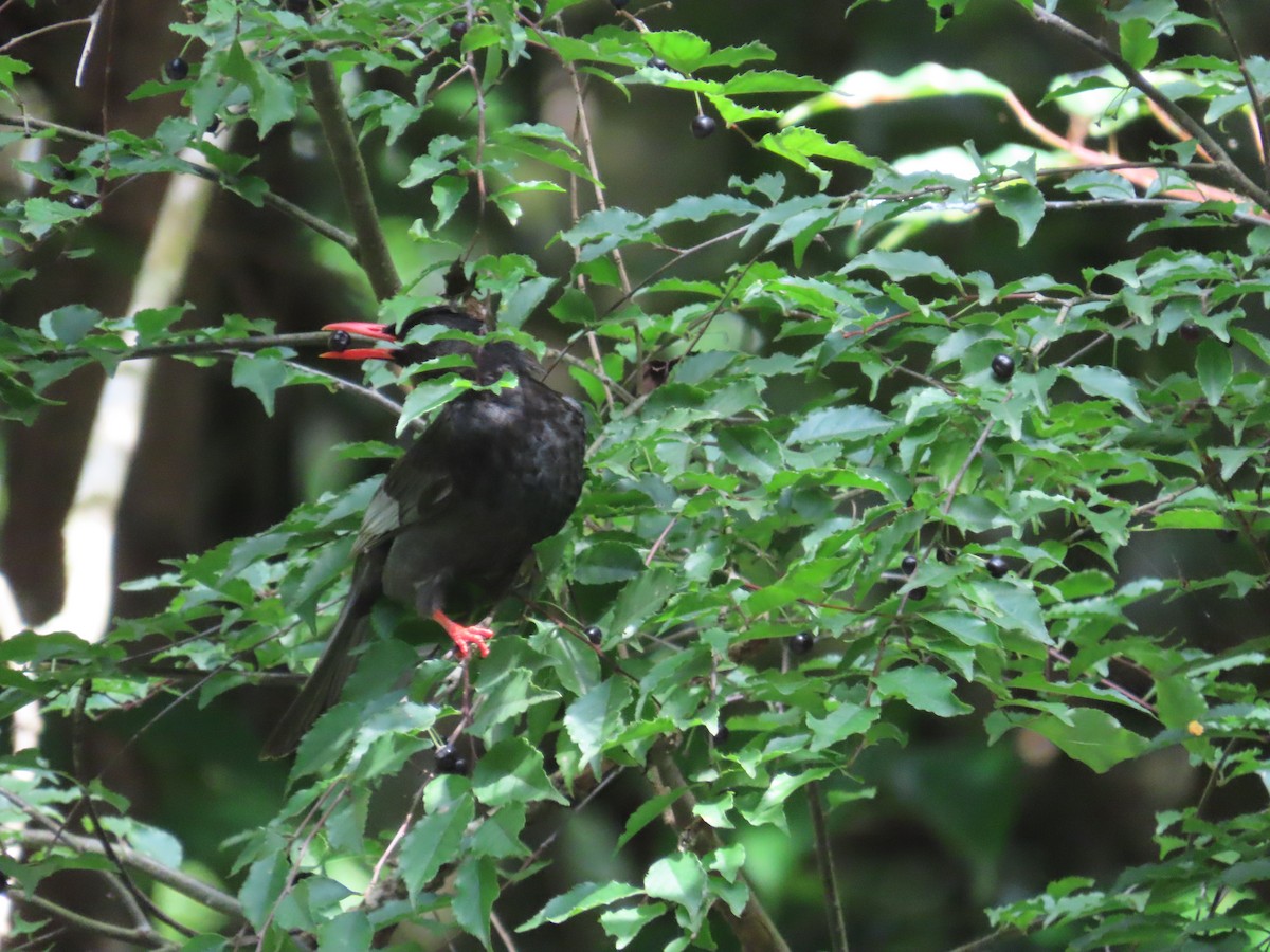 Black Bulbul (Gray-winged) - ML638668901