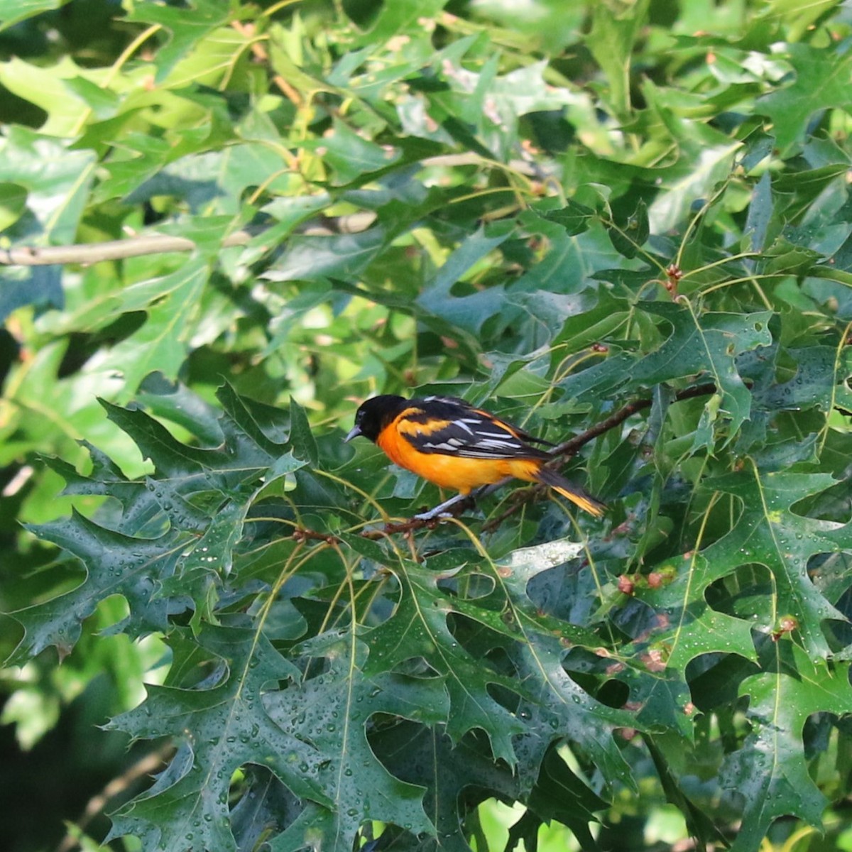 Baltimore Oriole - ML638668902
