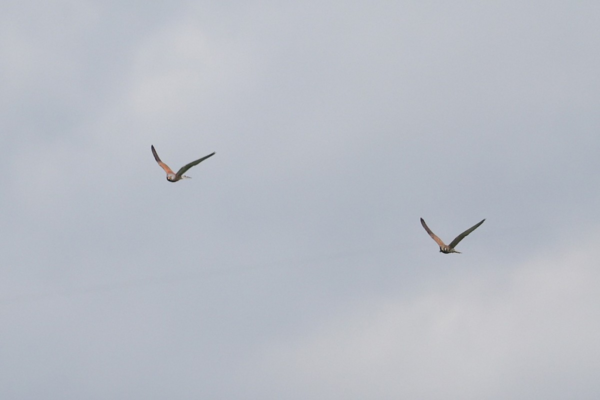 Lesser Kestrel - ML638668906