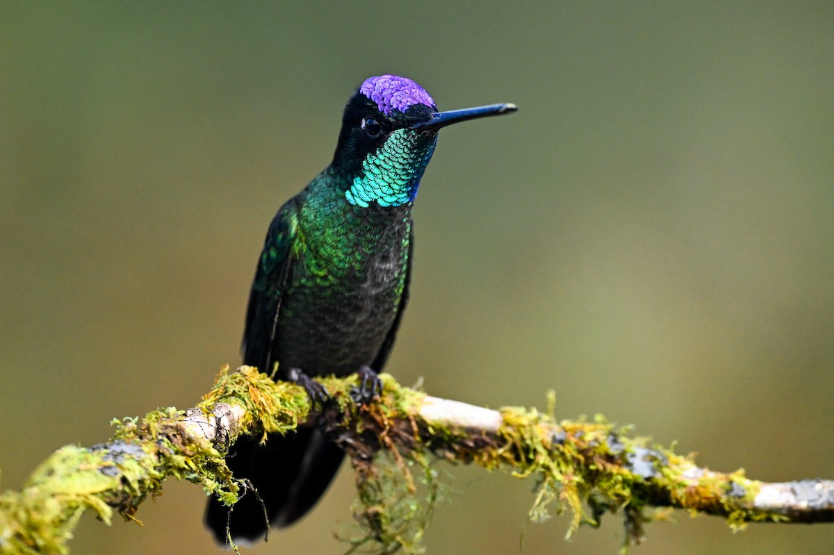 Talamanca Hummingbird - ML638668907