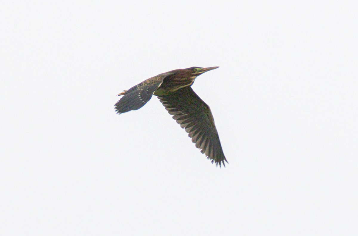 Green Heron - ML638668910