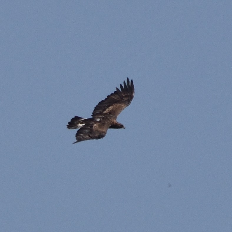 Golden Eagle - ML638668911