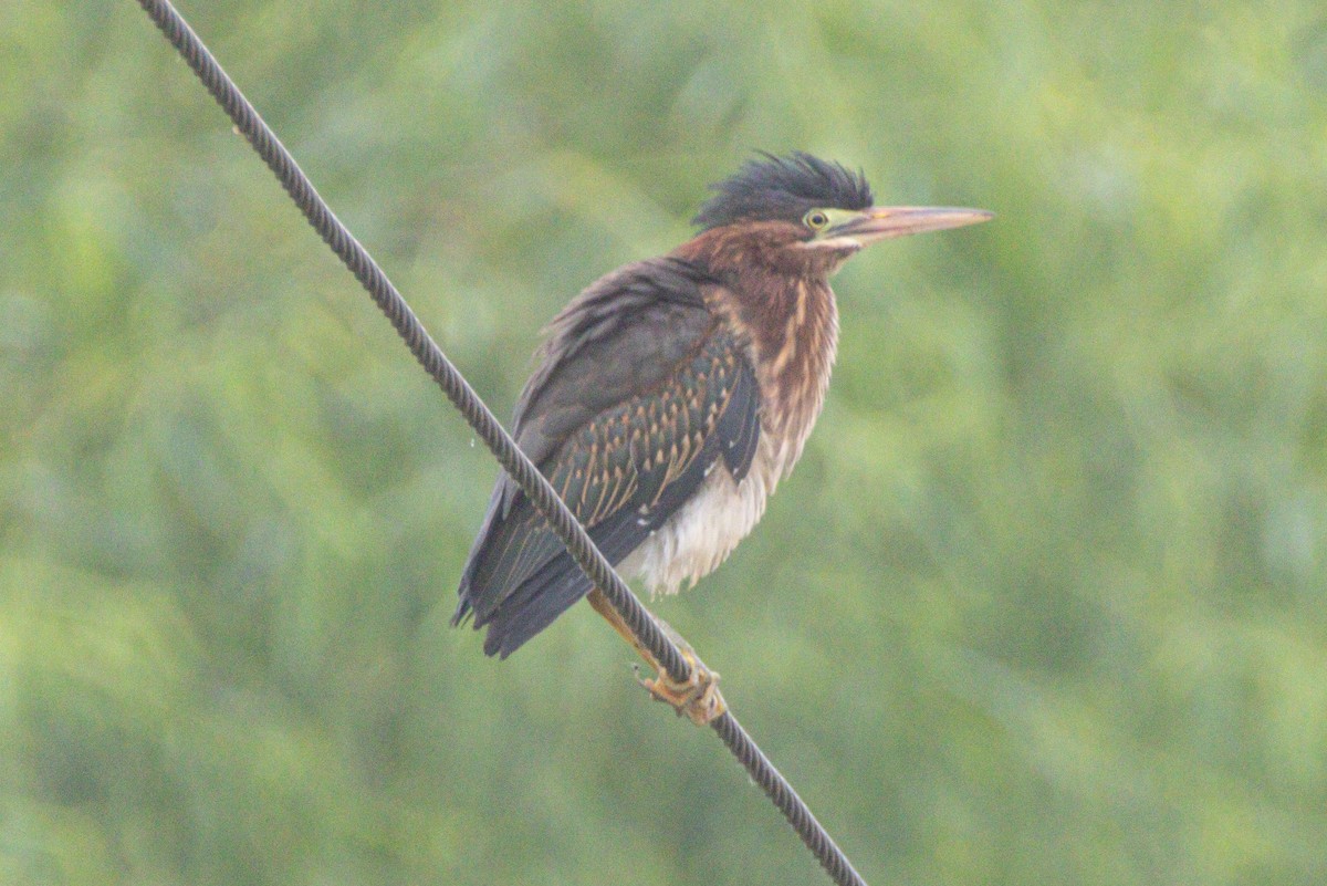 Green Heron - ML638668912