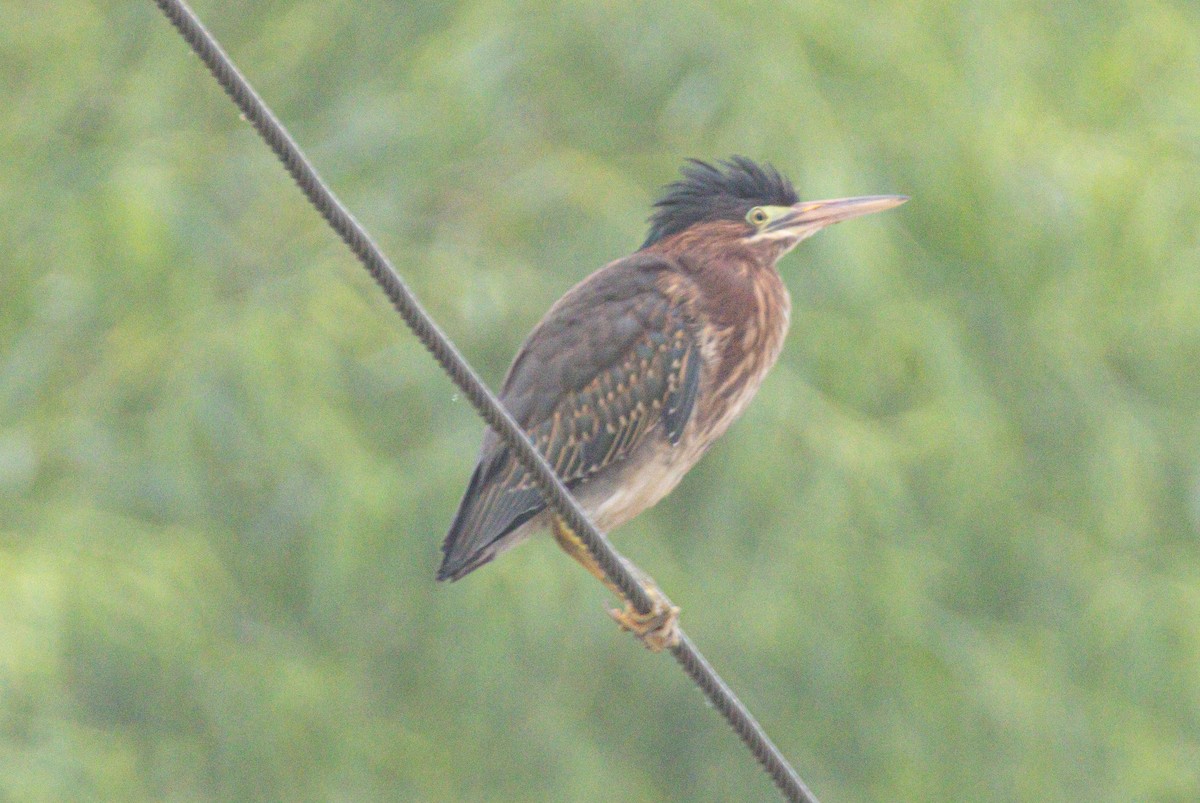 Green Heron - ML638668913