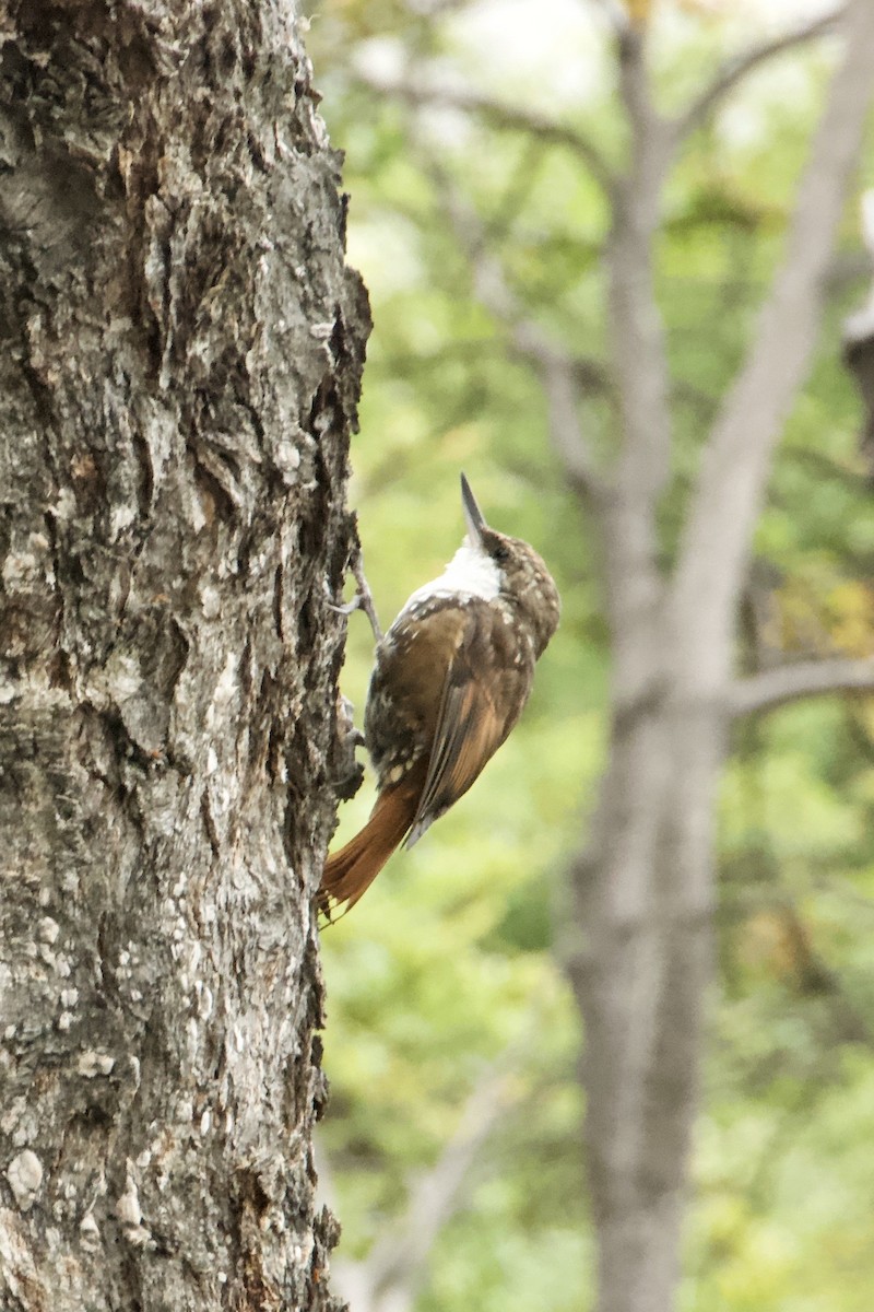 White-throated Treerunner - ML638668917
