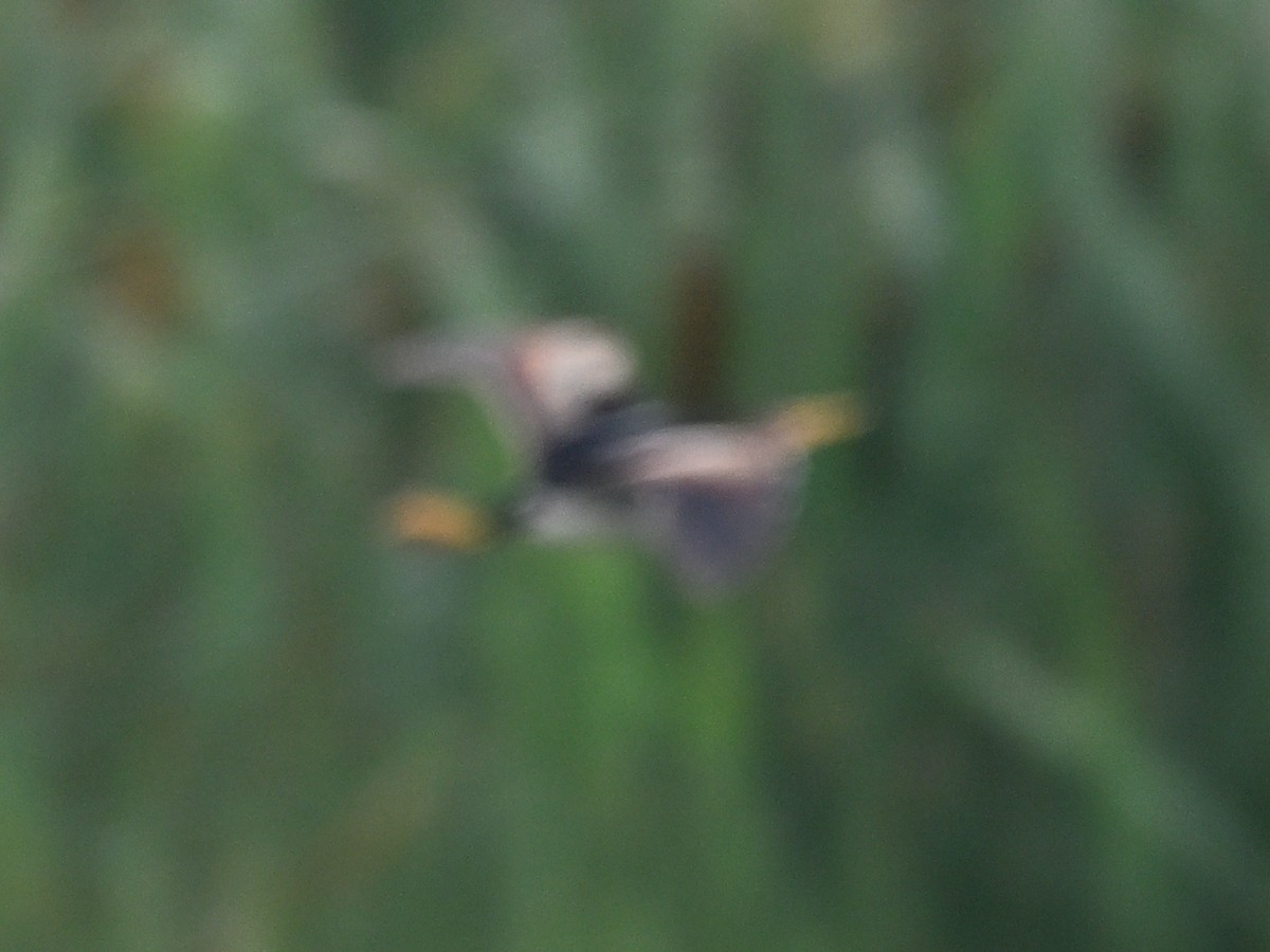 Least Bittern - ML638668921