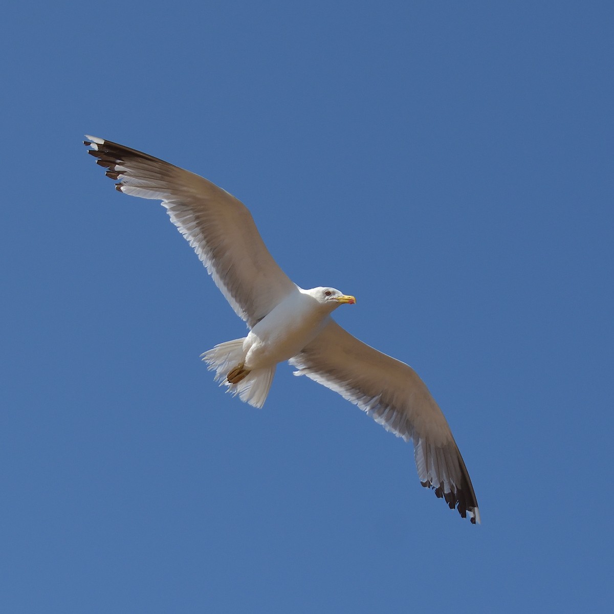 Yellow-legged Gull - ML638668923