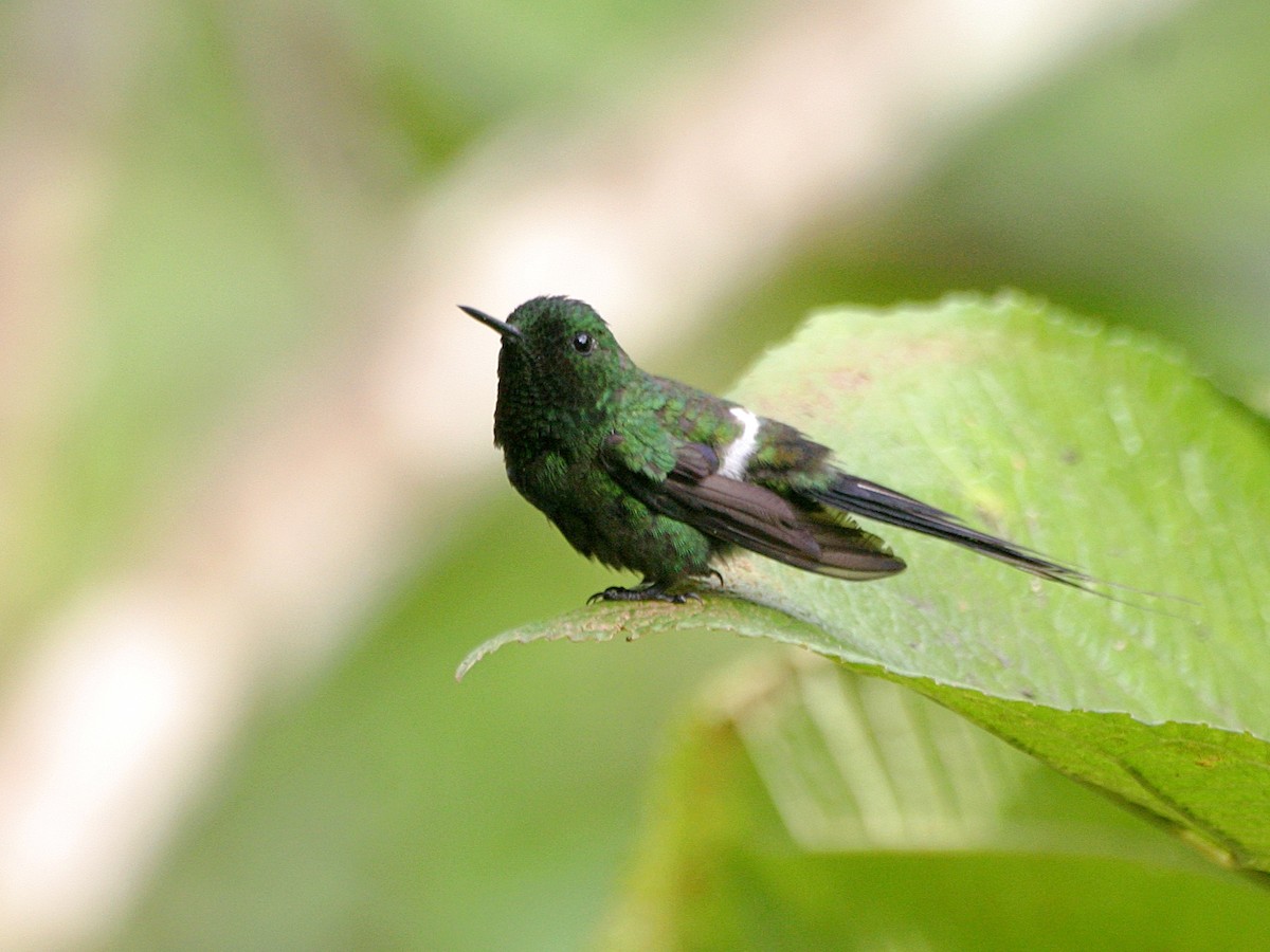 Green Thorntail - ML638668925