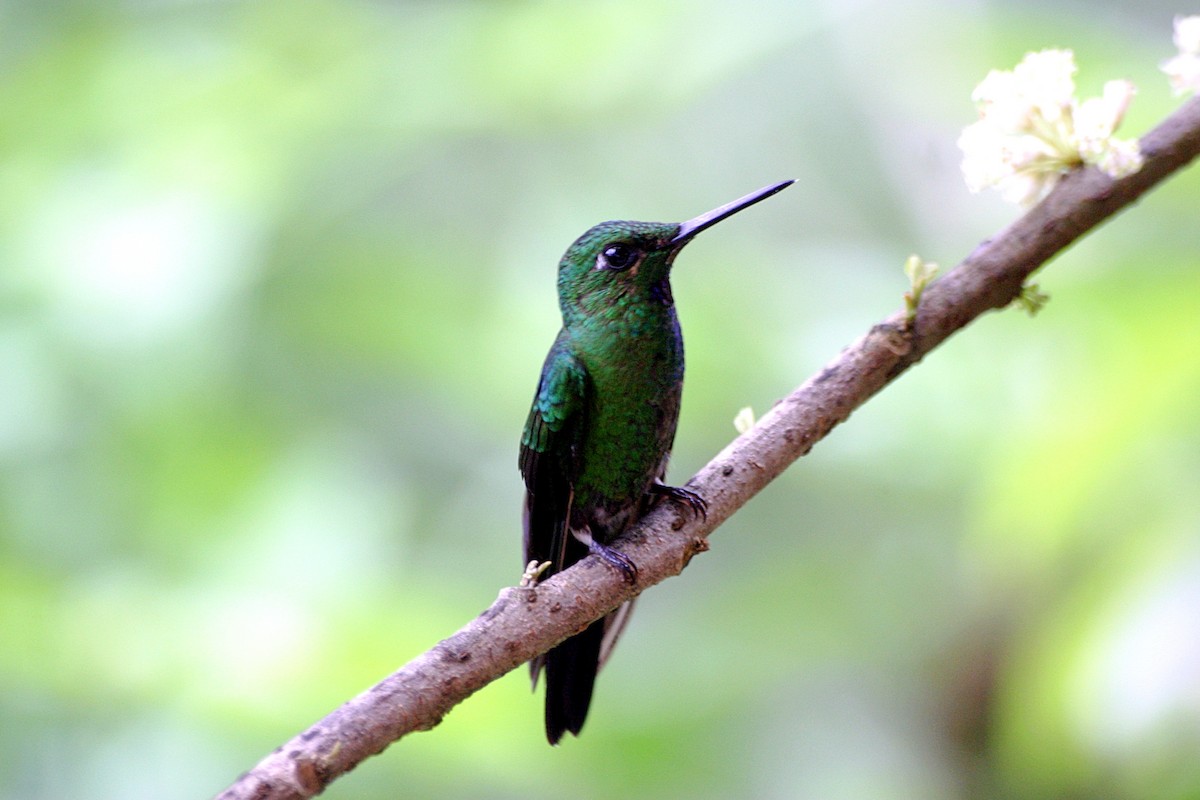 Green-crowned Brilliant - ML638668929