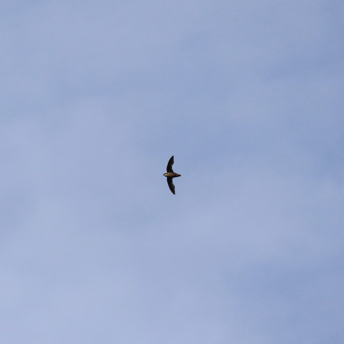 Chimney Swift - ML638668931