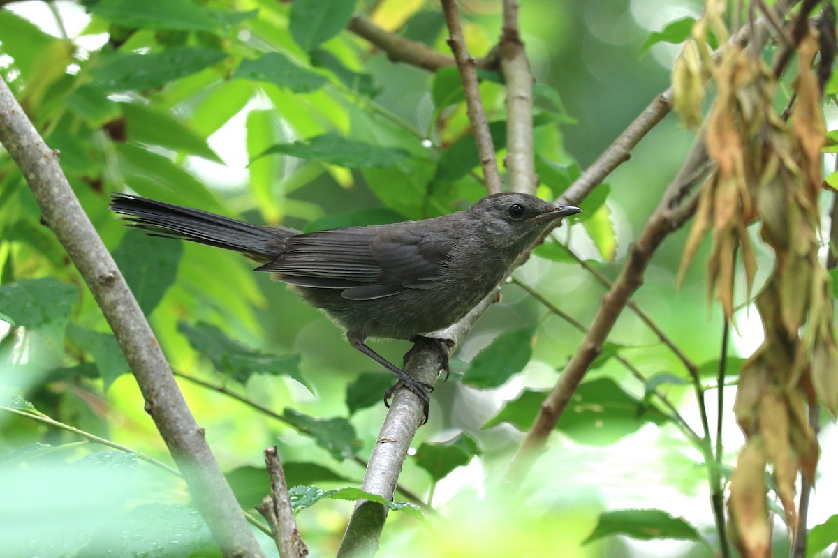Gray Catbird - ML638668933