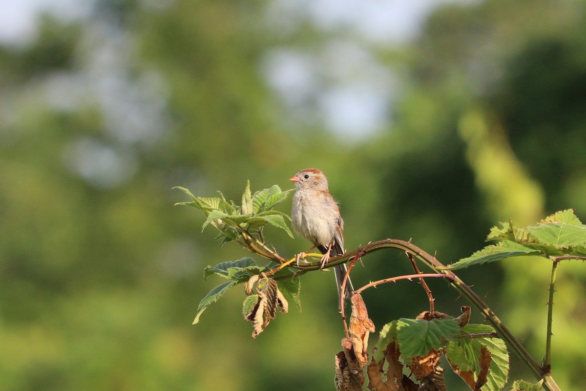 Field Sparrow - ML638668934