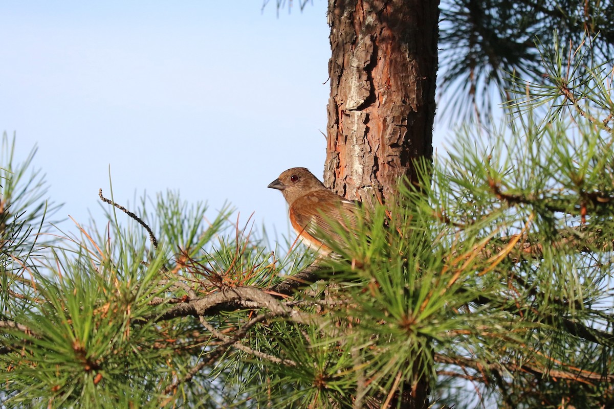 Eastern Towhee - ML638668936