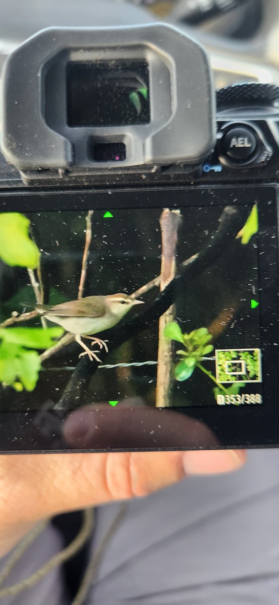 Swainson's Warbler - ML638668937