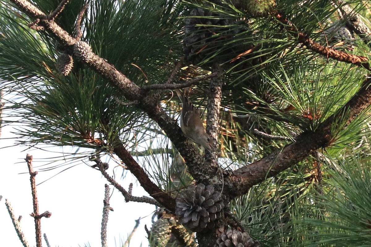 Pine Warbler - ML638668938