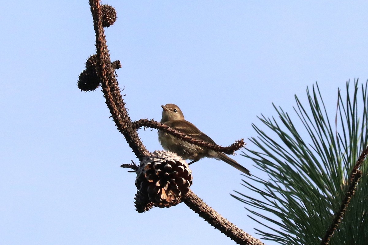 Pine Warbler - ML638668940