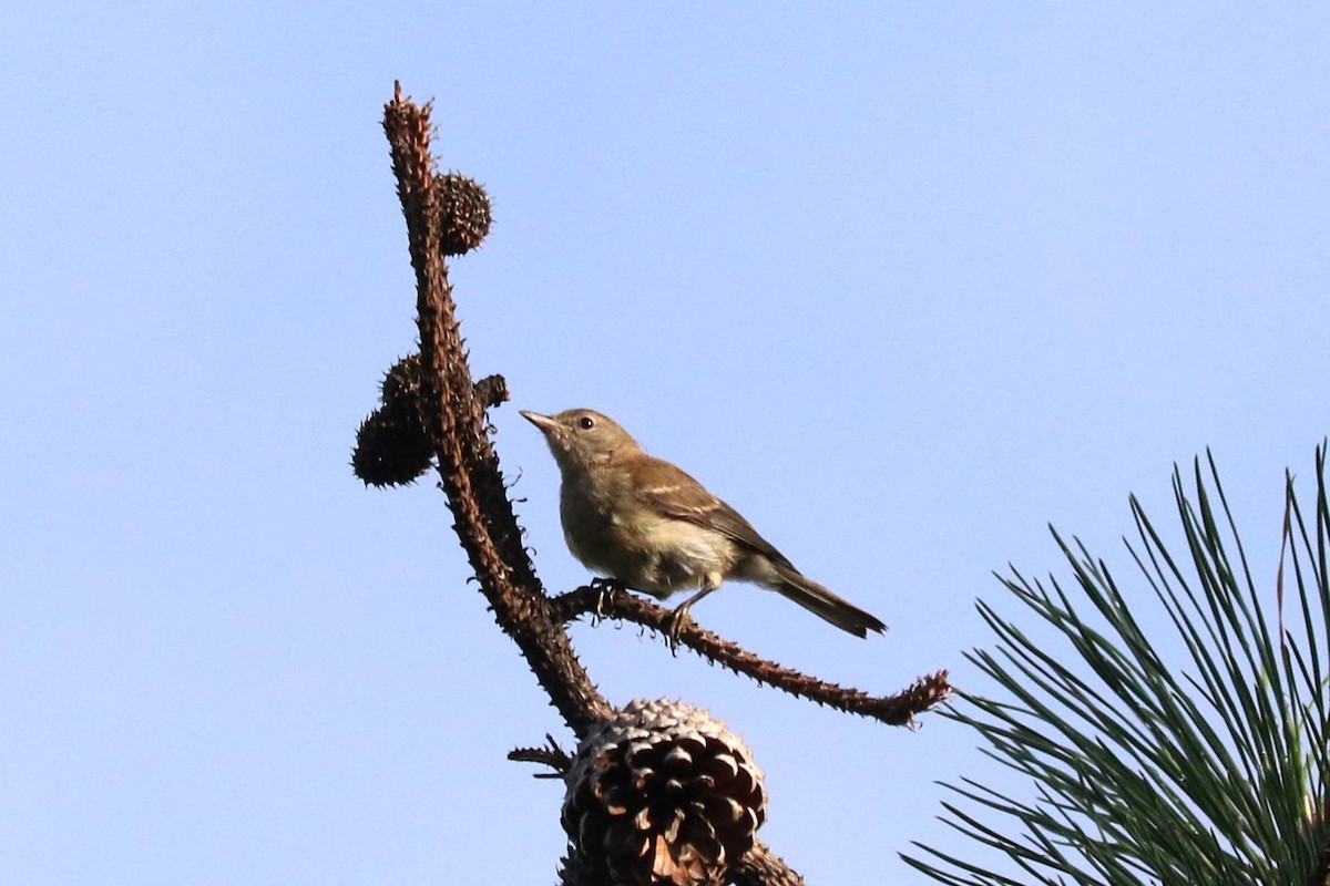 Pine Warbler - ML638668941