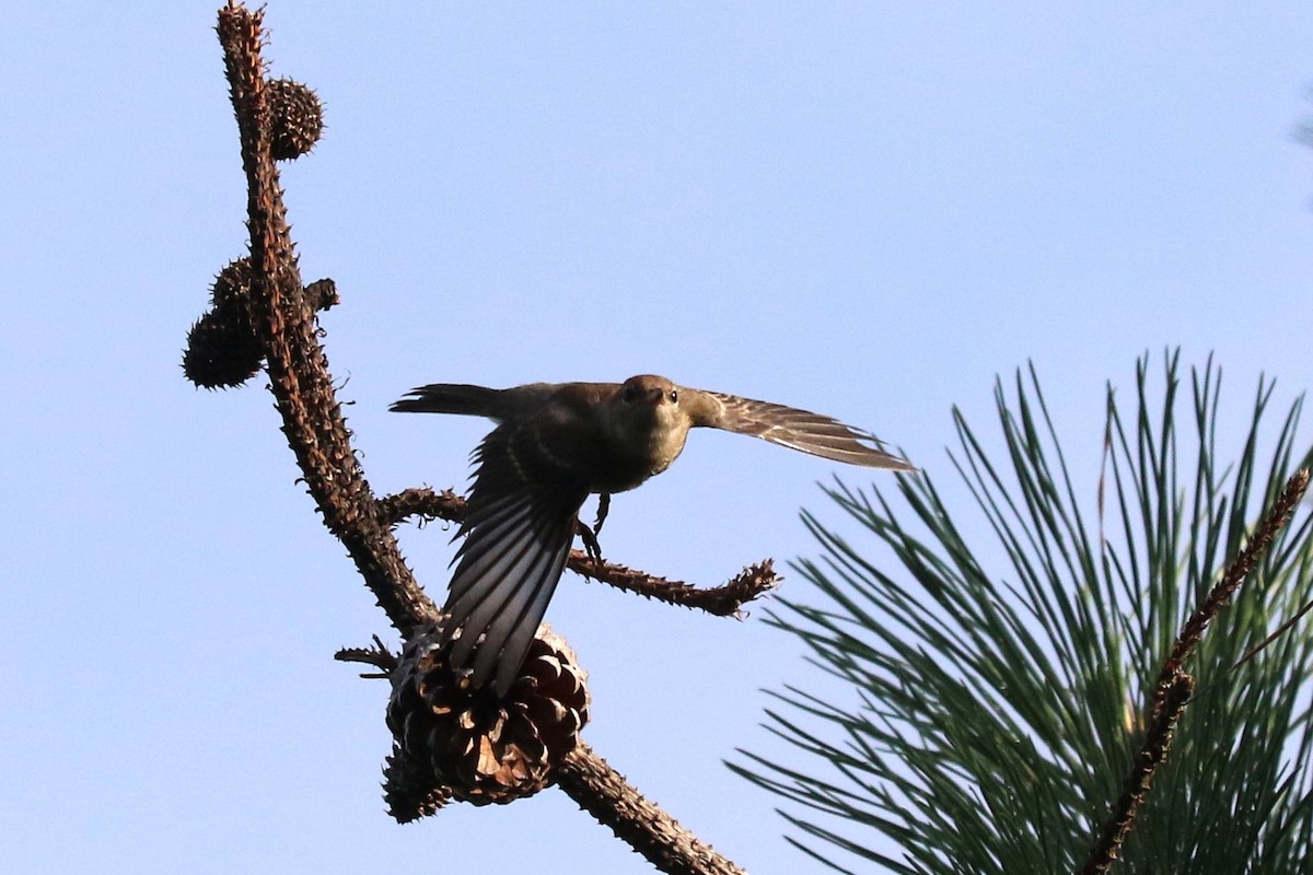 Pine Warbler - ML638668943