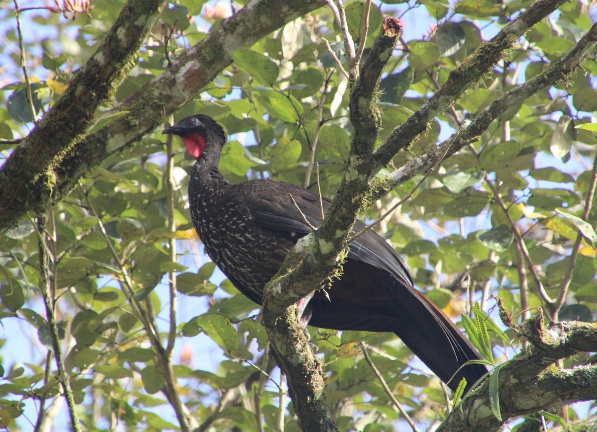 Crested Guan - ML638668945