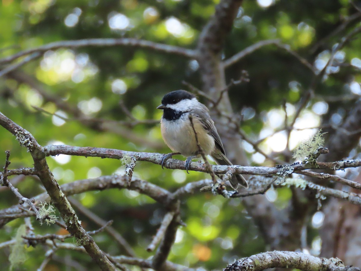 Black-capped Chickadee - ML638668969