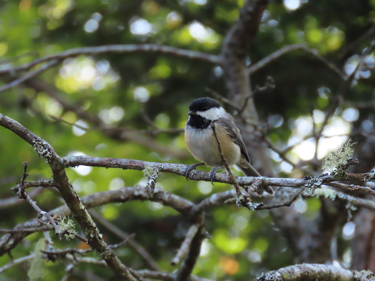 Black-capped Chickadee - ML638668970
