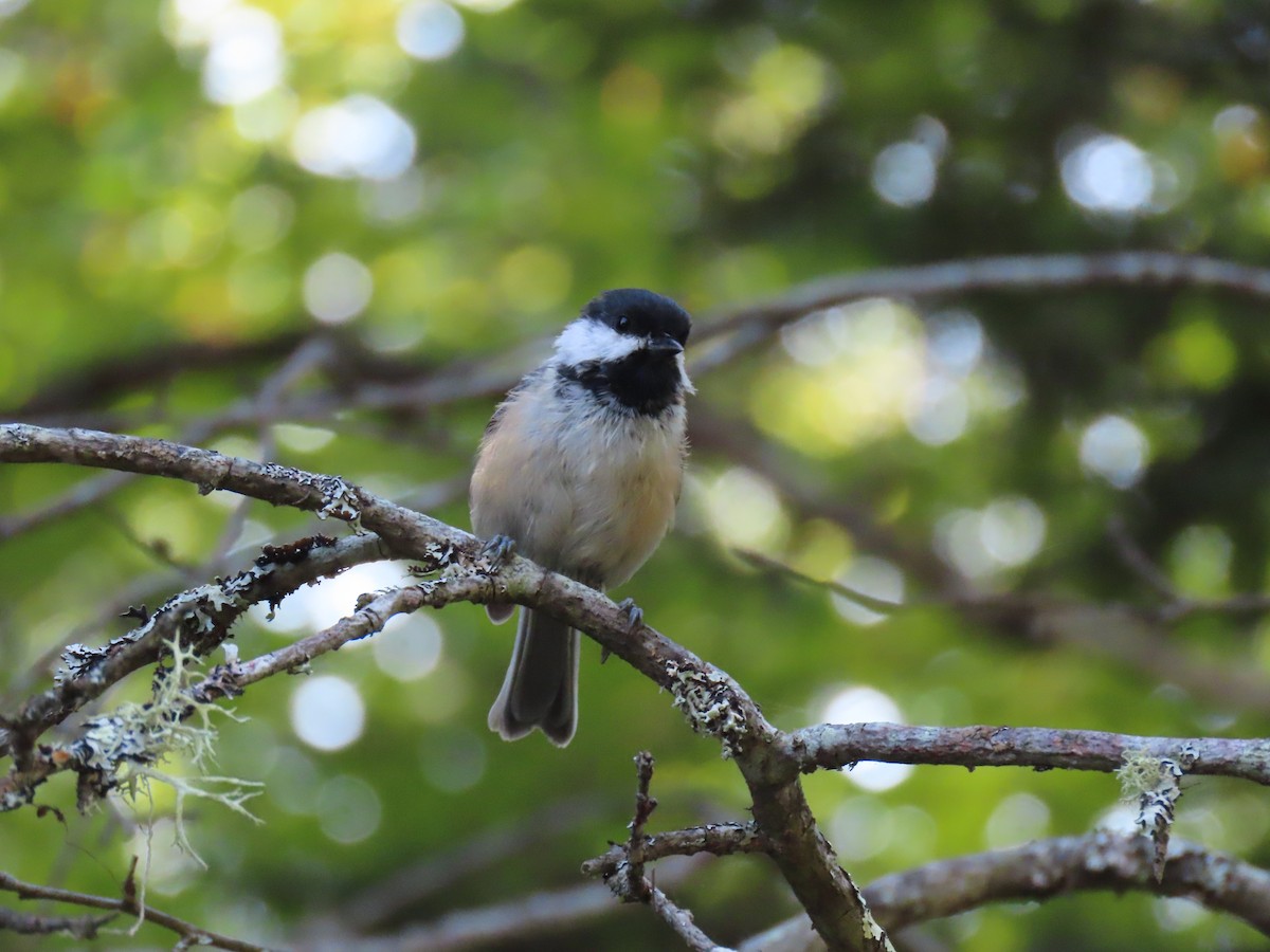 Black-capped Chickadee - ML638668971