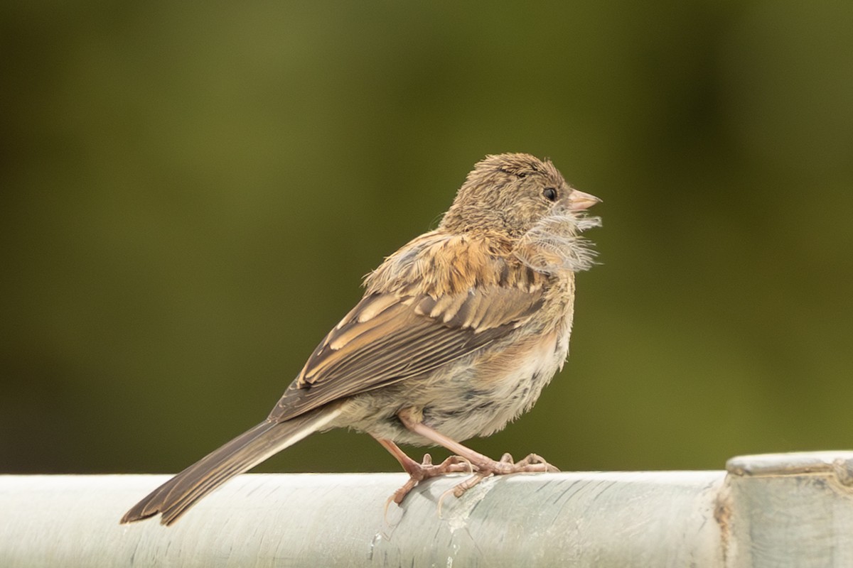 Dark-eyed Junco (Oregon) - ML638668981