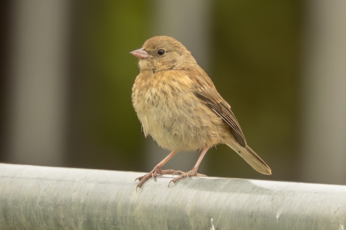 Dark-eyed Junco (Oregon) - ML638668982