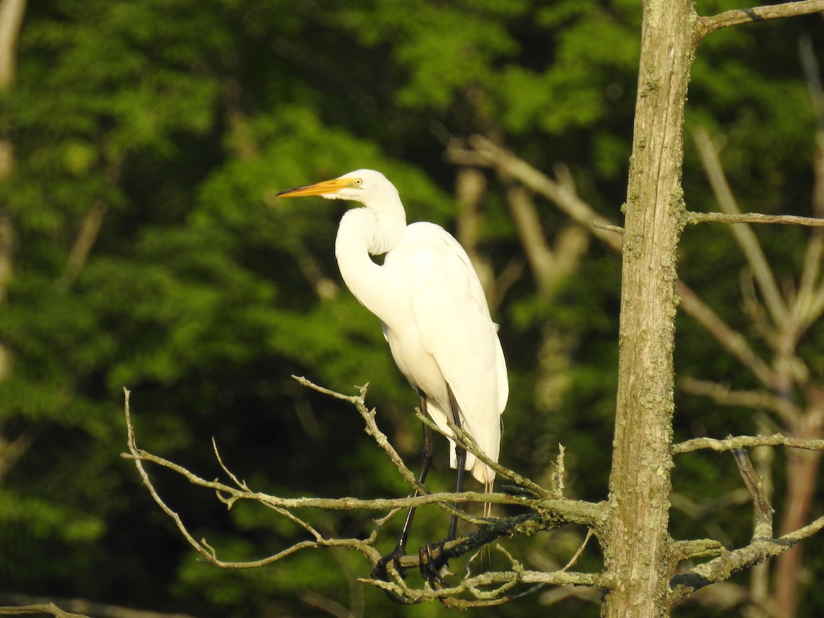 Great Egret - ML638668983