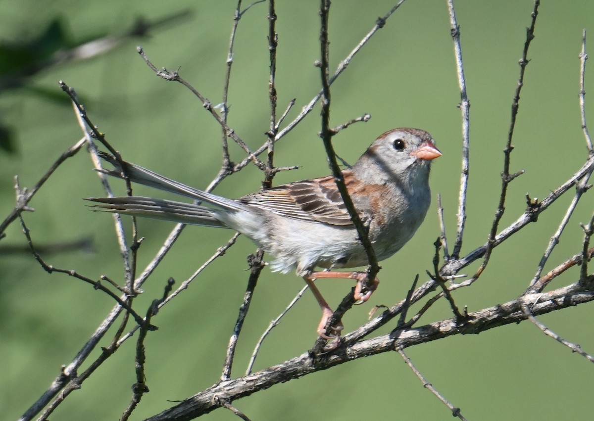 Field Sparrow - ML638668984