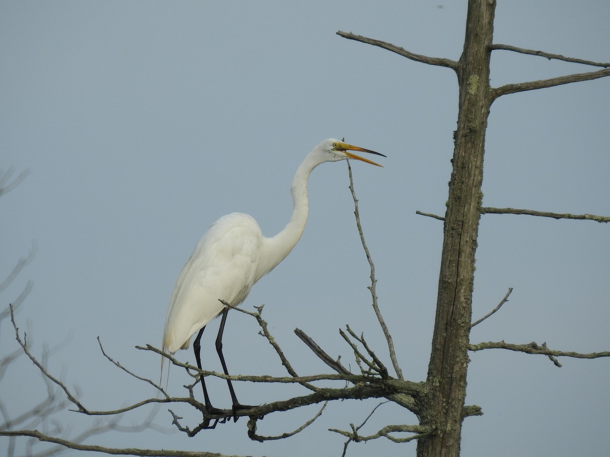 Great Egret - ML638668986