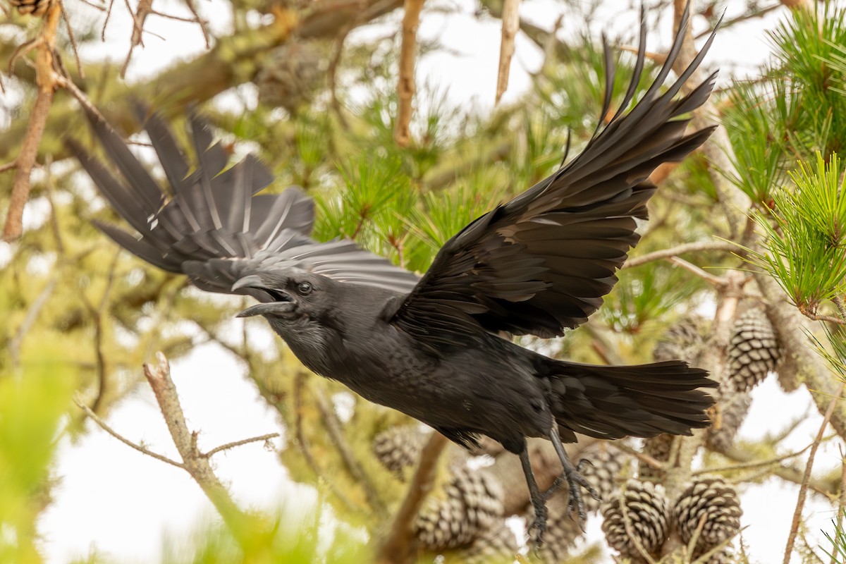 Common Raven - ML638668988