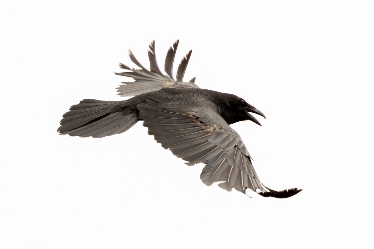 Common Raven - ML638668989
