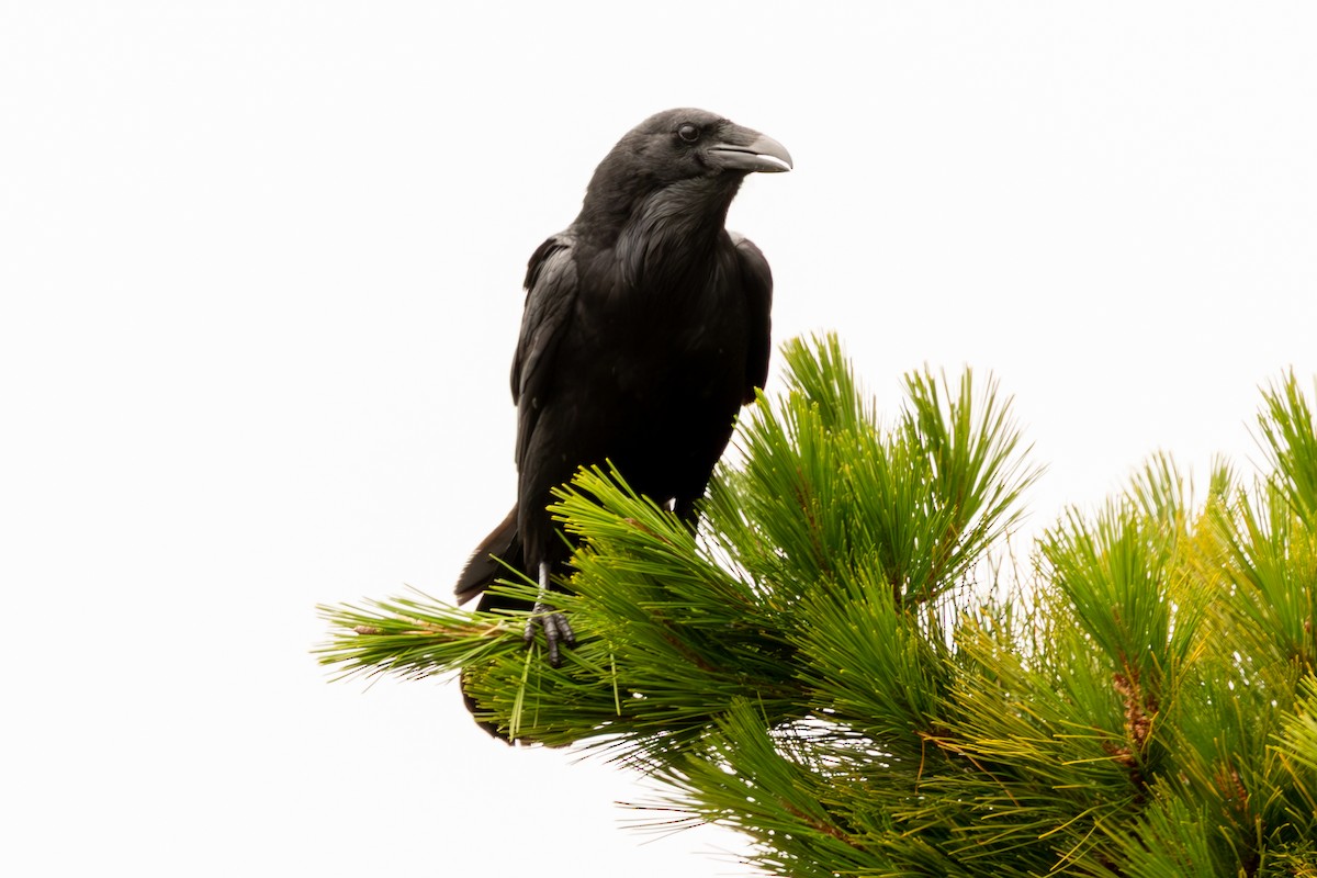 Common Raven - ML638668991