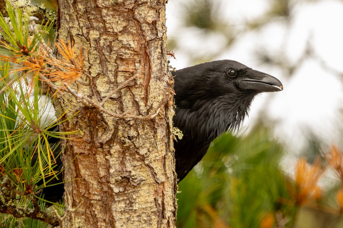 Common Raven - ML638668992