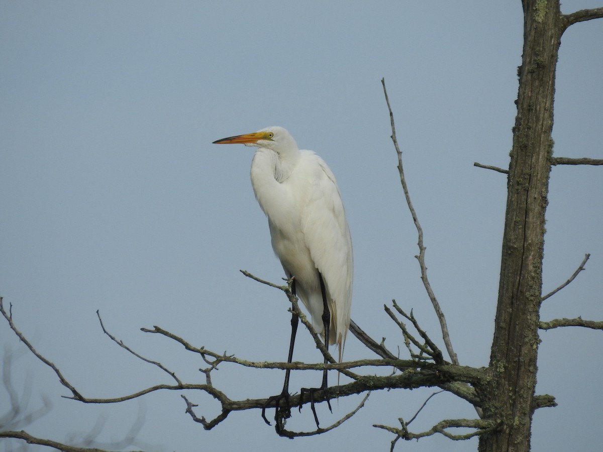 Great Egret - ML638668994