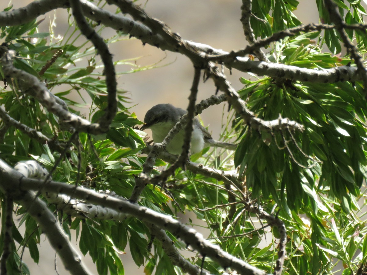 Lesser Whitethroat (Lesser) - ML638668995