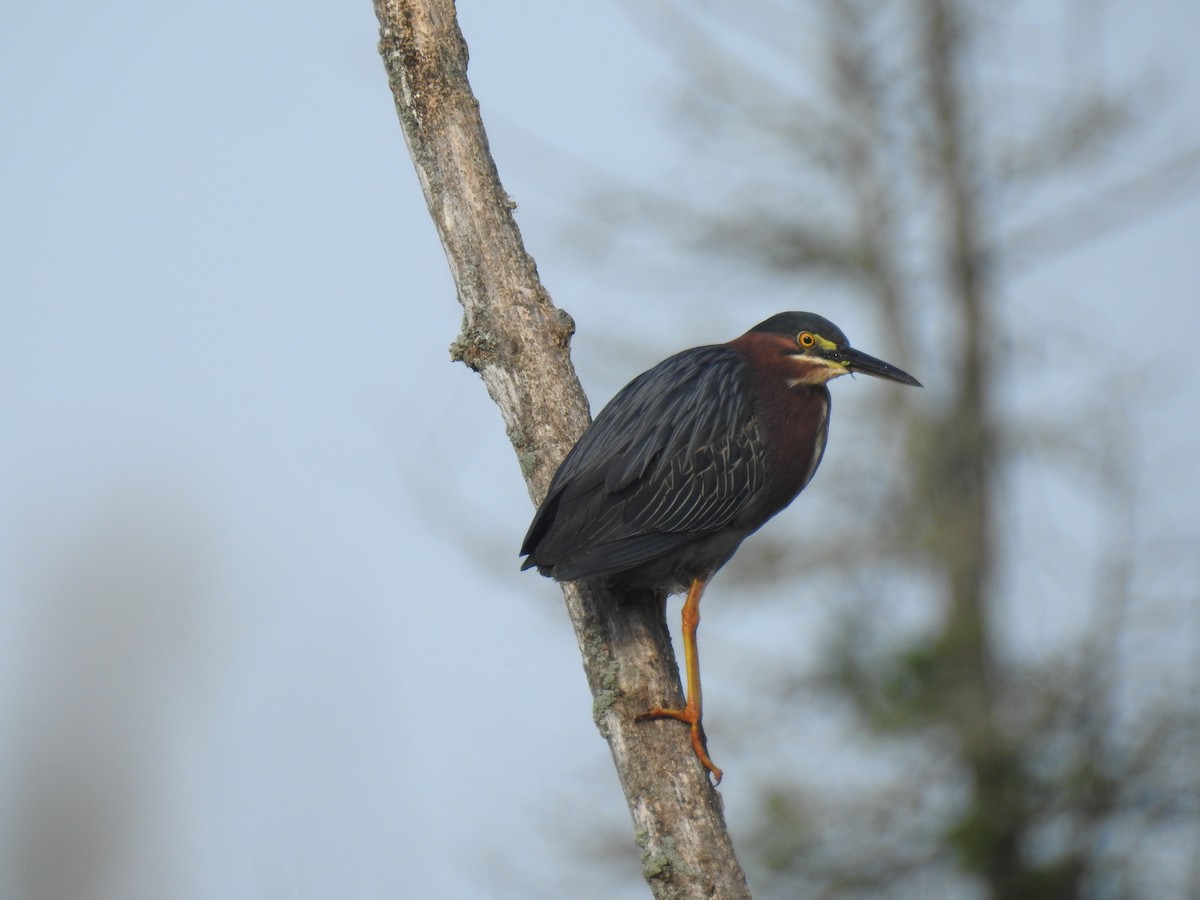 Green Heron - ML638668996