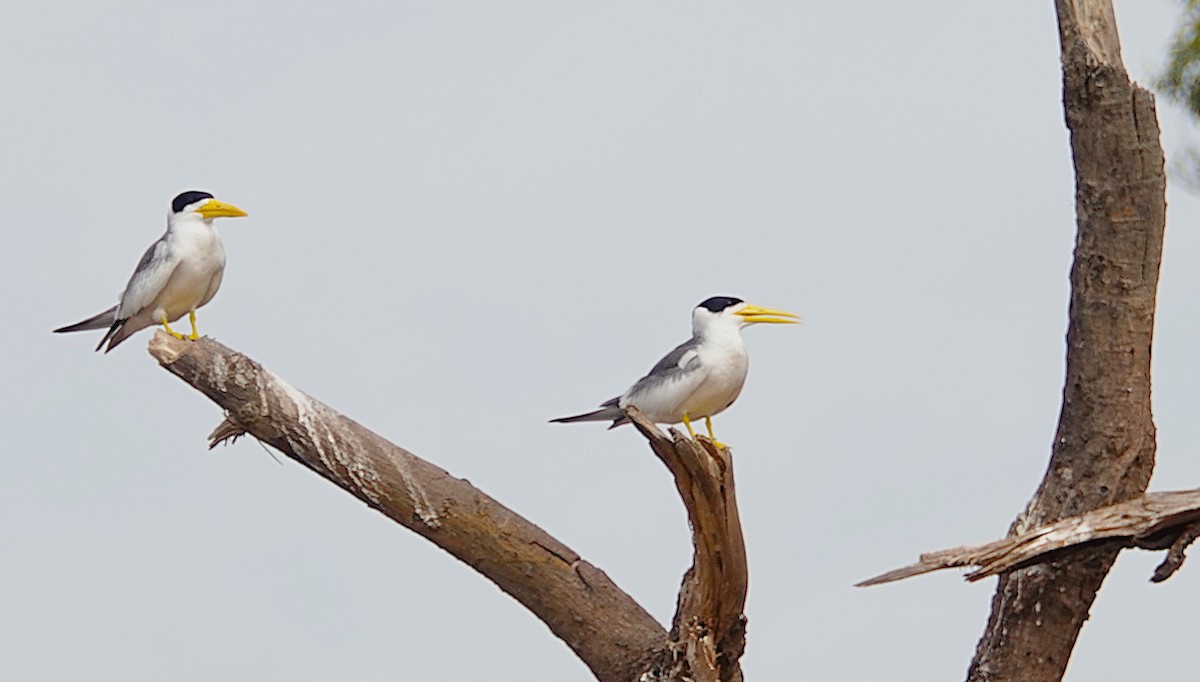 Large-billed Tern - ML638668997