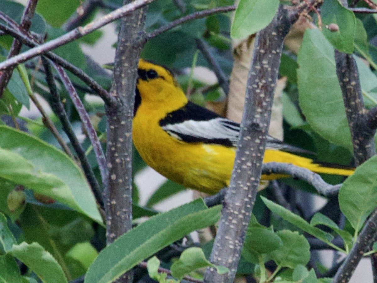 Bullock's Oriole - ML638669000