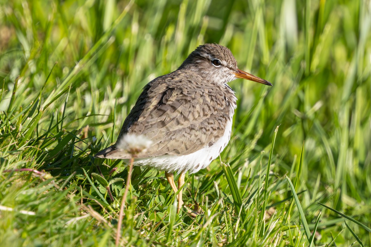 Spotted Sandpiper - ML638669002