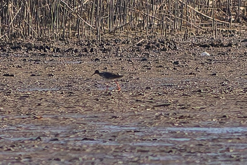 Common Redshank - ML638669004